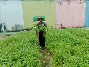 Implementasi Program Ketahanan Pangan, Lapas Kelas IIA Pekanbaru Panen Sayuran Organik